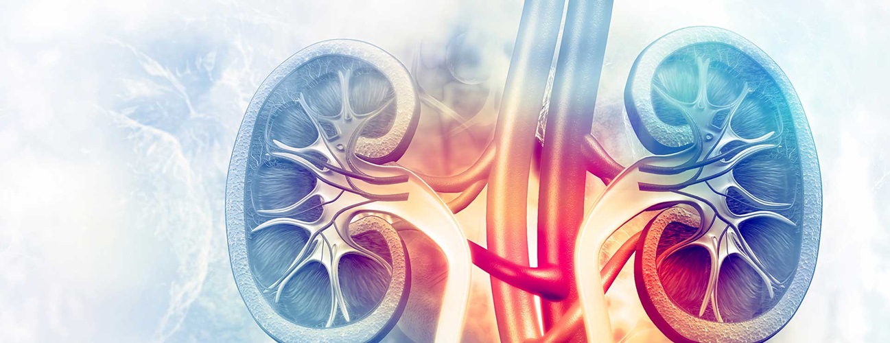 Nullam euismod commodo